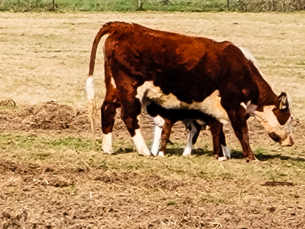 Order Beef | Storyteller Farm | Ridgefield Washington
