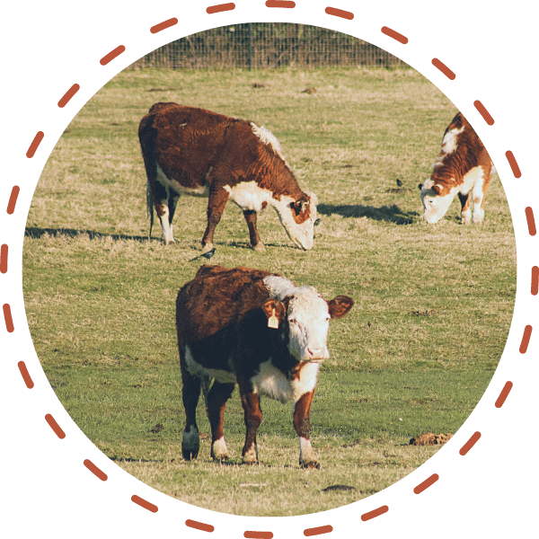 Order Beef | Storyteller Farm | Ridgefield Washington